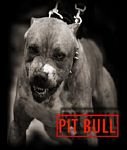 pic for PIT BULL